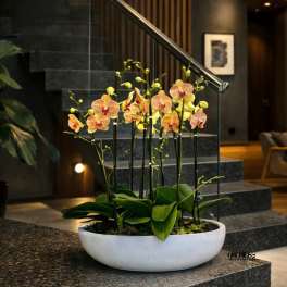 Potted orchid arrangement in a white bowl planter