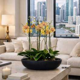 Potted orchid arrangement in a black bowl on a coffee table
