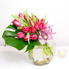 Tulip Temptation