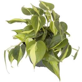 Potted green houseplant with heart-shaped variegated leaves