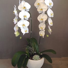 Double White Crystal