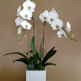 Double White Orchid