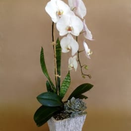 Single White Orchid