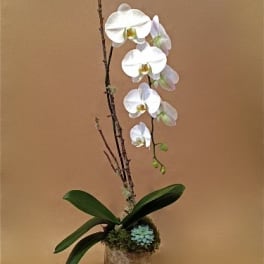 Single White Birch Orchid