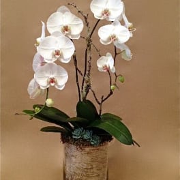 Double White Birch Orchid