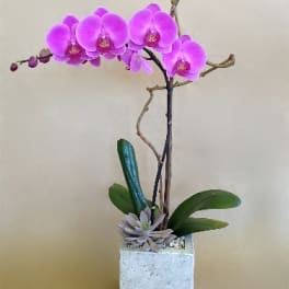 Single Pink Orchid