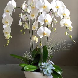 The Orchid Font