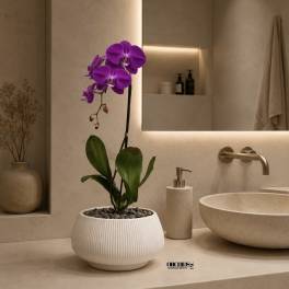 Regal Orchid Miami