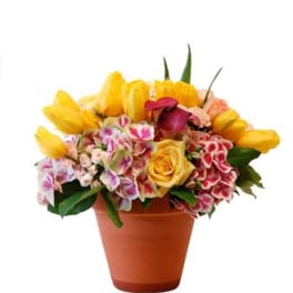 Hot Summer Flower Pot -