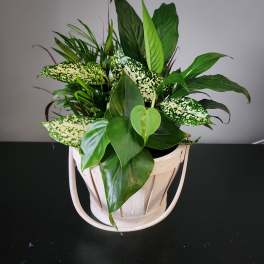 Small Basket Garden