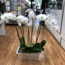White orquids