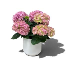 Pink Hydrangea Plant
