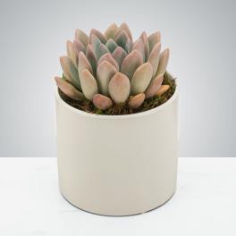 Single rosette succulent in a smooth white ceramic pot on a light surface