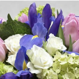 Designer's Choice Spring