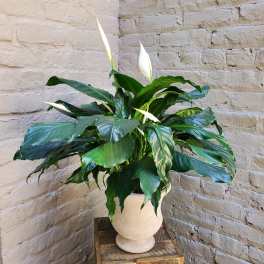 Potted Peace Lily Plant