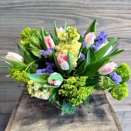 Spring Tulips