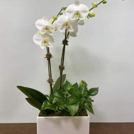 White orchids arranged in a rectangular white planter with green foliage