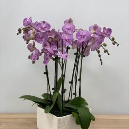 Purple orchids arranged in a white square planter