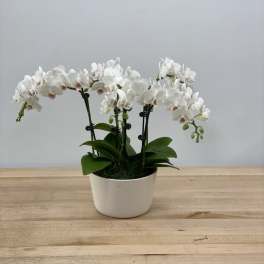 White orchid plant in a white pot on a wooden table