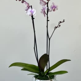 Phalaenopsis Orchid by Westford Florist Floral Art by Veny