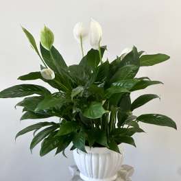 Serenity Spathiphyllum by Westford Florist Art by Veny