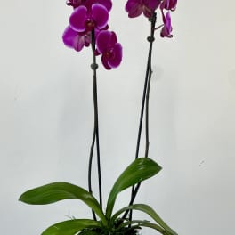 Phalaenopsis Orchids by Westford Florist Art by Veny