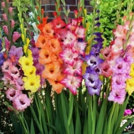 Colorful gladiolus flowers in a garden display