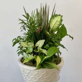 Dish Garden 12" by Westford Florist