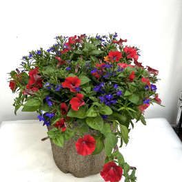 Red and purple mixed flowers in a textured pot