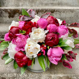 Pink, red, and white peonies arranged in a white vase