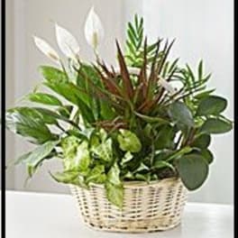 Dish Garden