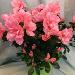 Azalea Plant