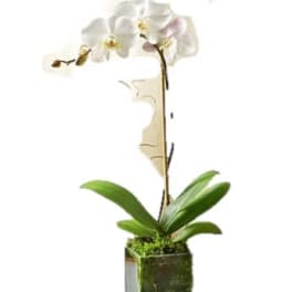 Phalaenopsis Orchid Plant