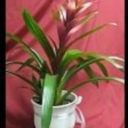 Exotic Bromeliad