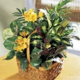 A Bit of Sunshine Basket