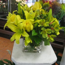 Yellow Delight