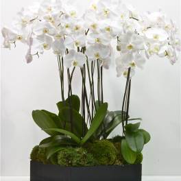 Orchids And Orchids And Even More Orchids