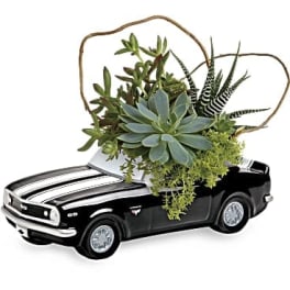 Succulent arrangement in a black toy car planter