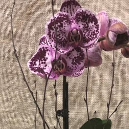 Phalenopsis Orchid-- Purple/dark pink- 2 spikes
