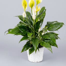 Spathiphyllum Plant by BloomNation™
