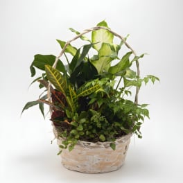 Medium Plant Basket