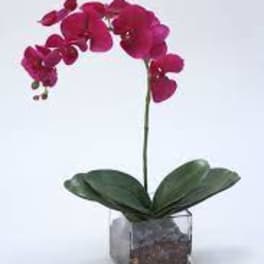 Single magenta orchid stem in a square glass vase