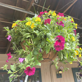 Hanging basket of pink and yellow petunias