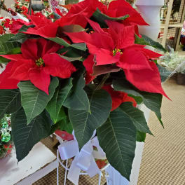 Red poinsettia plant in a white stand with a ribbon bow
