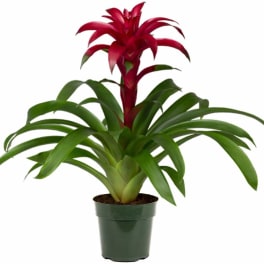 Bright Bromeliad