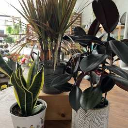 6" Houseplant