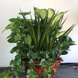 Mixed green houseplants in a decorative planter