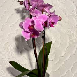 Pink orchid plant in a white pot