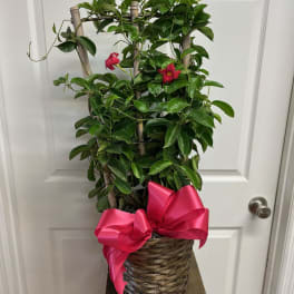 Potted climbing plant with pink flowers and a bright ribbon bow