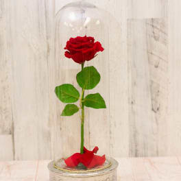 Forever roses